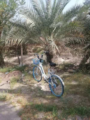 سيكل ياباني للبيع
