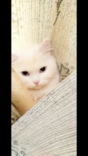 قطط  للبيع  3
