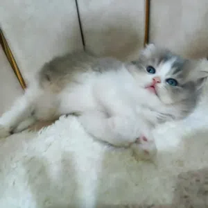 لعشاق القطط