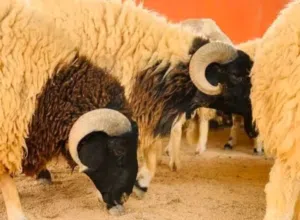 اضاحي العيد اسعار حرق 2500 بادن الله