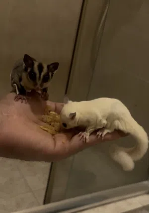 للبيع سنجاب طائر