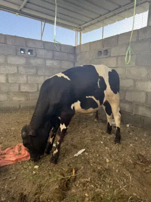 2 عجل ظفاريات إقرأ الوصف