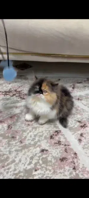 بنوته كيتن كاليكو كلاسيك