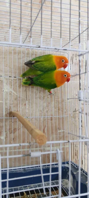 كوبيا فيشرقرين اوبلاين مصوقر