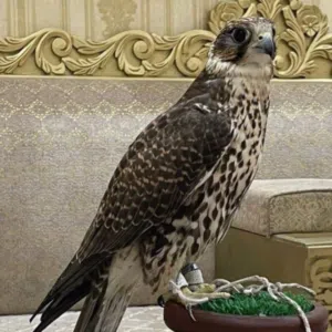 حرشمالي 