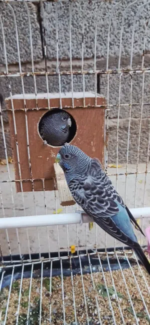 كوبيه بلاك فيس رمادي