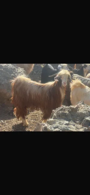 للبيع جدي من حلال الرحوب