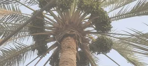 ‏تمور‏3