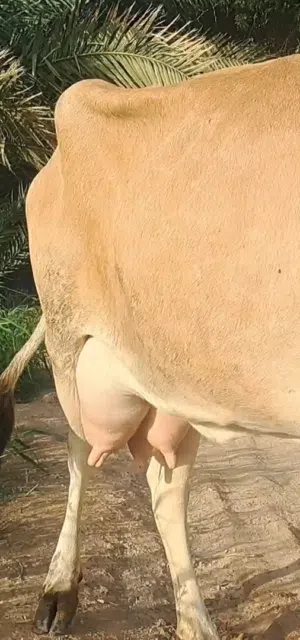 بقرة جيرسي مال الحليب مربيه عجله هديه جدااا في الحليب ما تحتاج أي شي