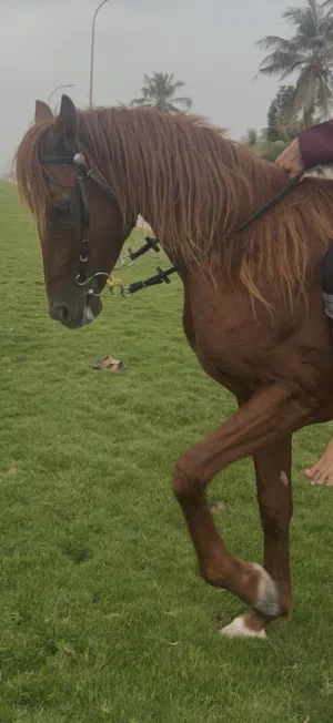 خيل عربي اصيل للبيع