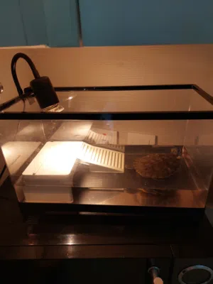 سلحفاة مائية