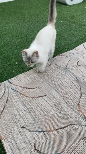 Female half Siberian half Scottish