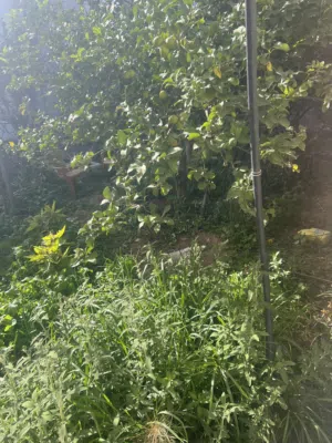 Farm Land for Rent in Tulkarm Ramin