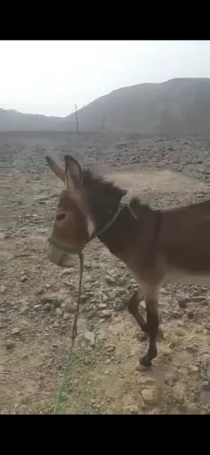 ‏حمير‏3