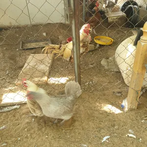 ‏دجاج‏4