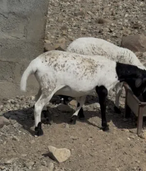 كبش دولبر كلاسيك