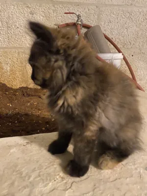 ماشاءالله قطة حجم ممتاز وصحة كويسة