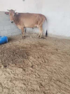 بقرة جيرسية