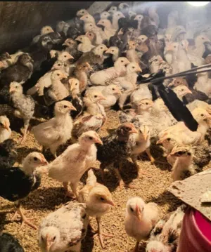 موجود فروخ هجين عماني فرنسي العمر 4اسابيع