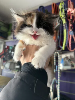 ماشاء الله قططتين كاليكوا بنت وابيض ولد عندهم 45 يوم جمال جدا ودباديب ومتعودين عالليتر بوكس