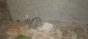 ارنب للبيع