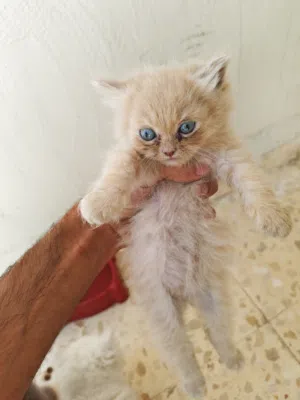 للبيع ال4 قطط مع بعضهم مع كامل اغراضهم
