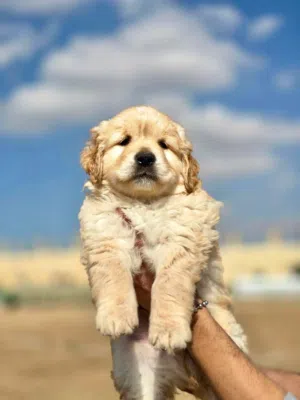 كلاب جولدن مع دفتر مطاعيم لكل كلب والعمر شهر وشهرين