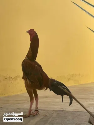 للبيع طير باكستاني