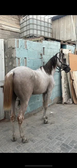 خيل عرب البحرين فحل ( بدون جواز )