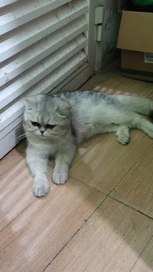 Ameer 