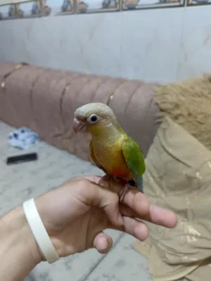 كنيور اليف و محجل