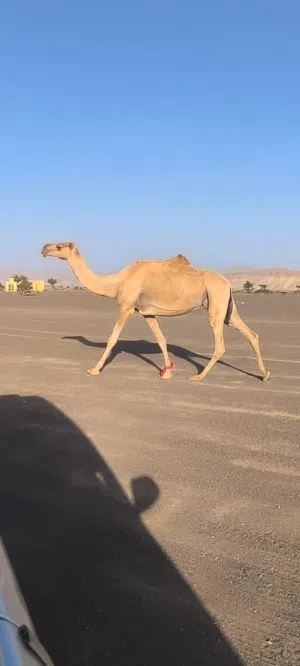 ناجه للبيع