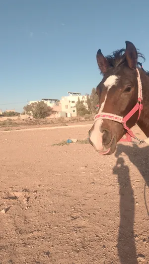 ‏خيل‏0