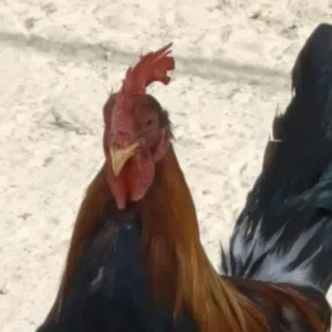 مزرعة درة الجنوب 