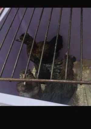 دجاجات صغيره