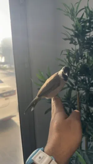 للبيع بلبول بحريني ذكر حجم سوبر جامبو