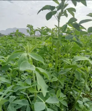 Farm Land for Rent in Buraimi Mahdah