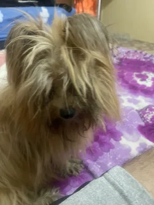 Maltese1