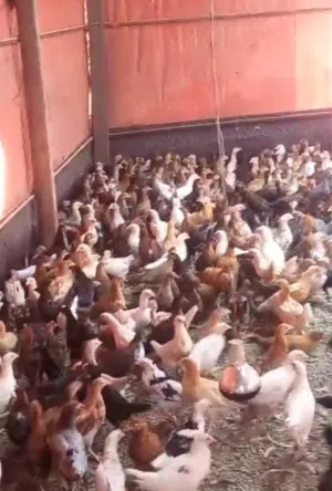دجاج عماني للبيع