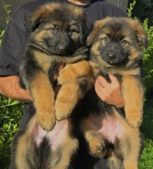 للبيع جيرمن شيبرد