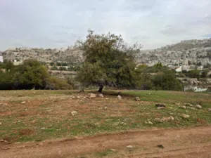 Mixed Use Land for Sale in Amman Abu Al-Nair