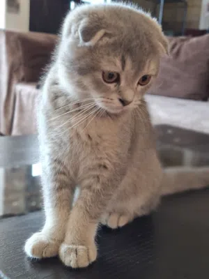 Scottish fold