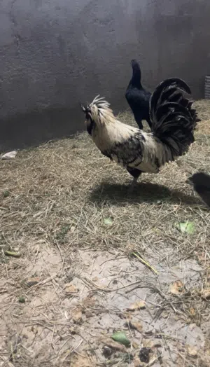 ديج بالوني