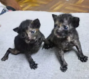 كتنز للتبنيKittens for Adoption