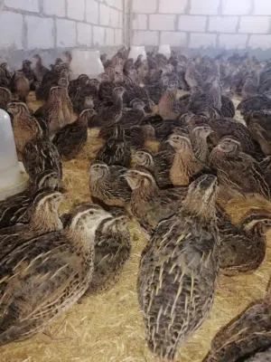 بيض فري سوبر جامبو مخصب