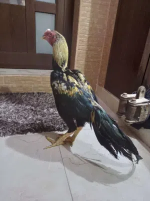 ديج جاوي بورمي