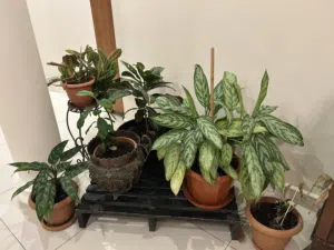 Plants (Big and small)