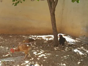 ‏دجاج‏1