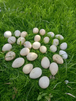 بيض حبش اسود بلدي