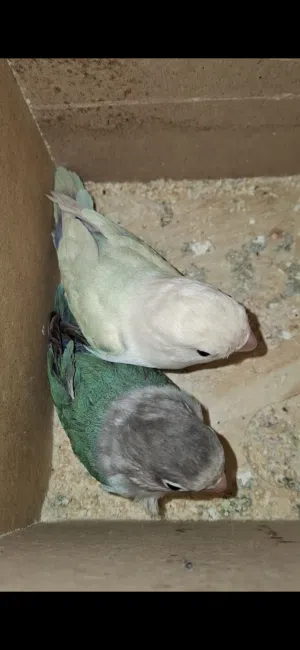 متاح جواز فشر وروز وحب ملو شغال اشي لاف عش واشي بايض واشي بدو يبيض قابل للبدل ع طيور اخري